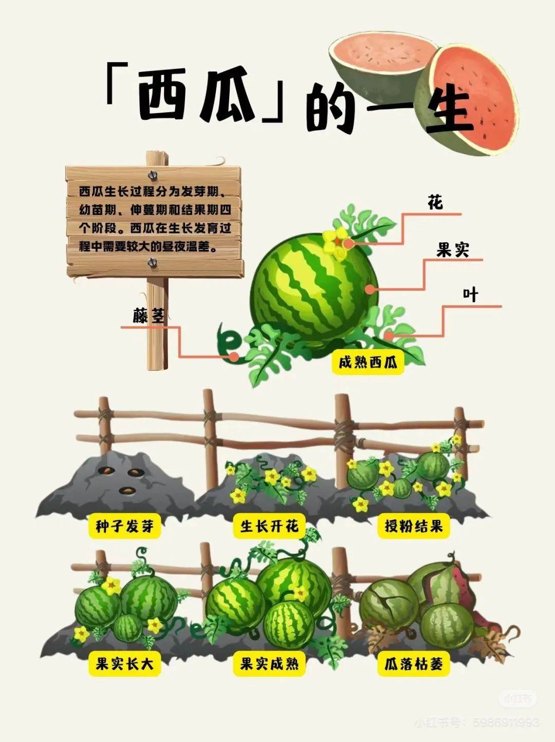 吃瓜源自哪里(吃瓜这个词的来源)