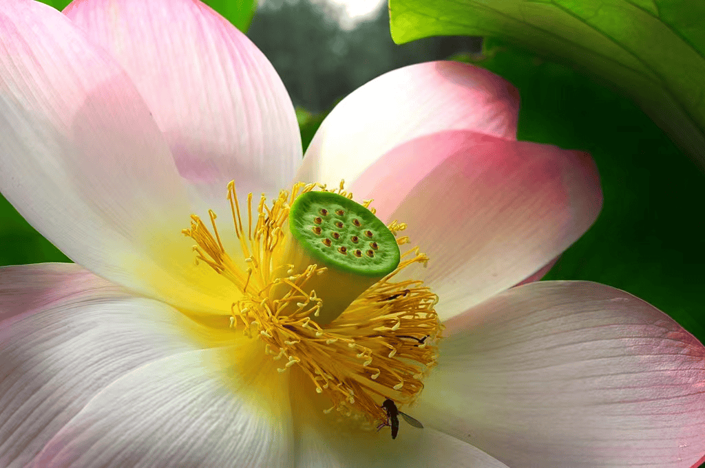 龙图摄影公开课|荷花赋——公益教师姜振宇摄影作品展_花瓣_莲蓬_技术