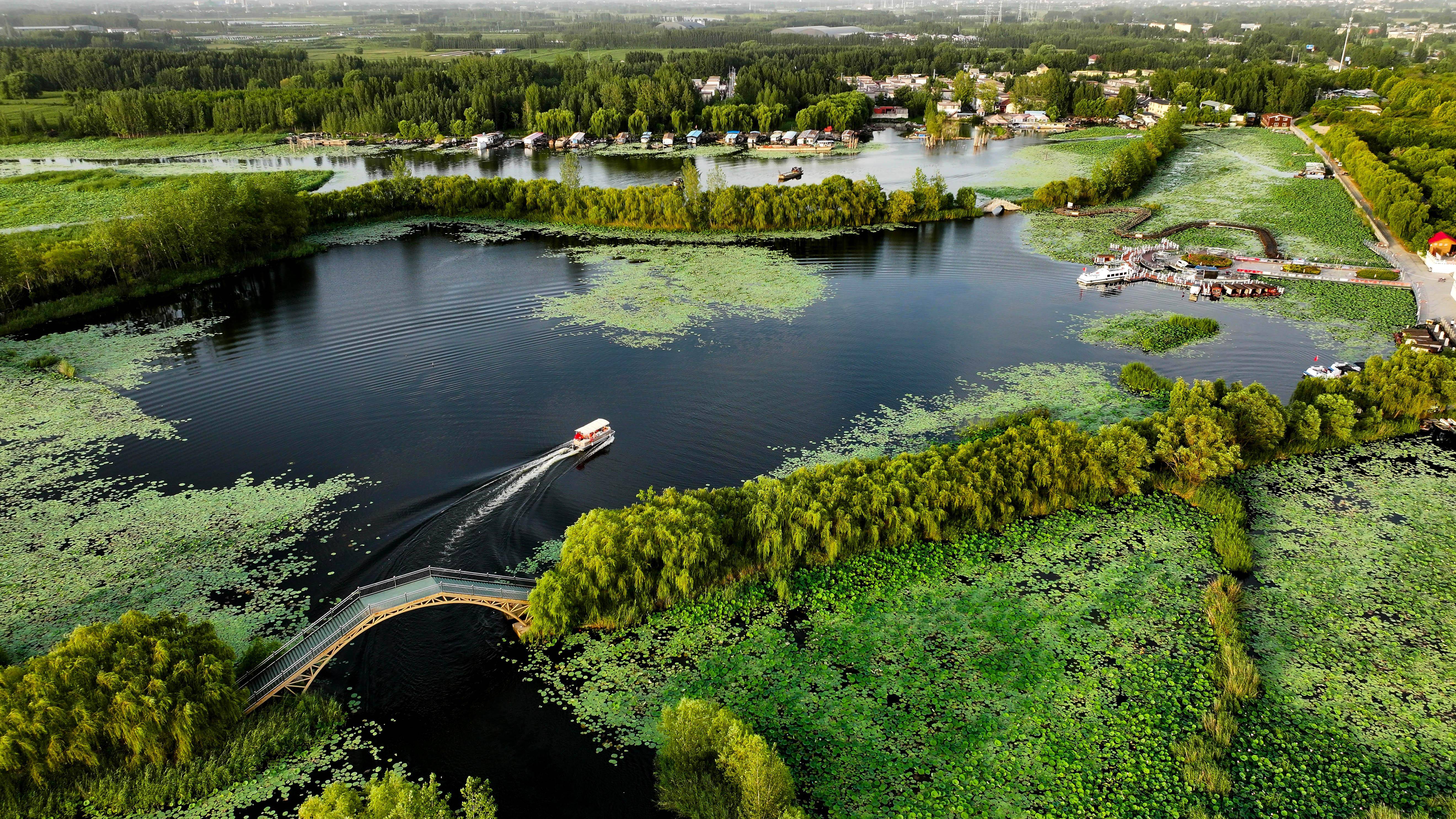 山东微山:湿地保护彰显生态靓色_微山县_济宁_郭绪雷