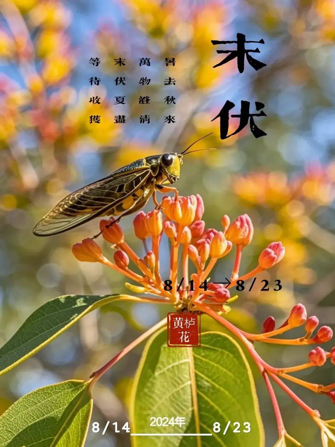 8月14日周三早上好,今日末伏漂亮祝福图片大全