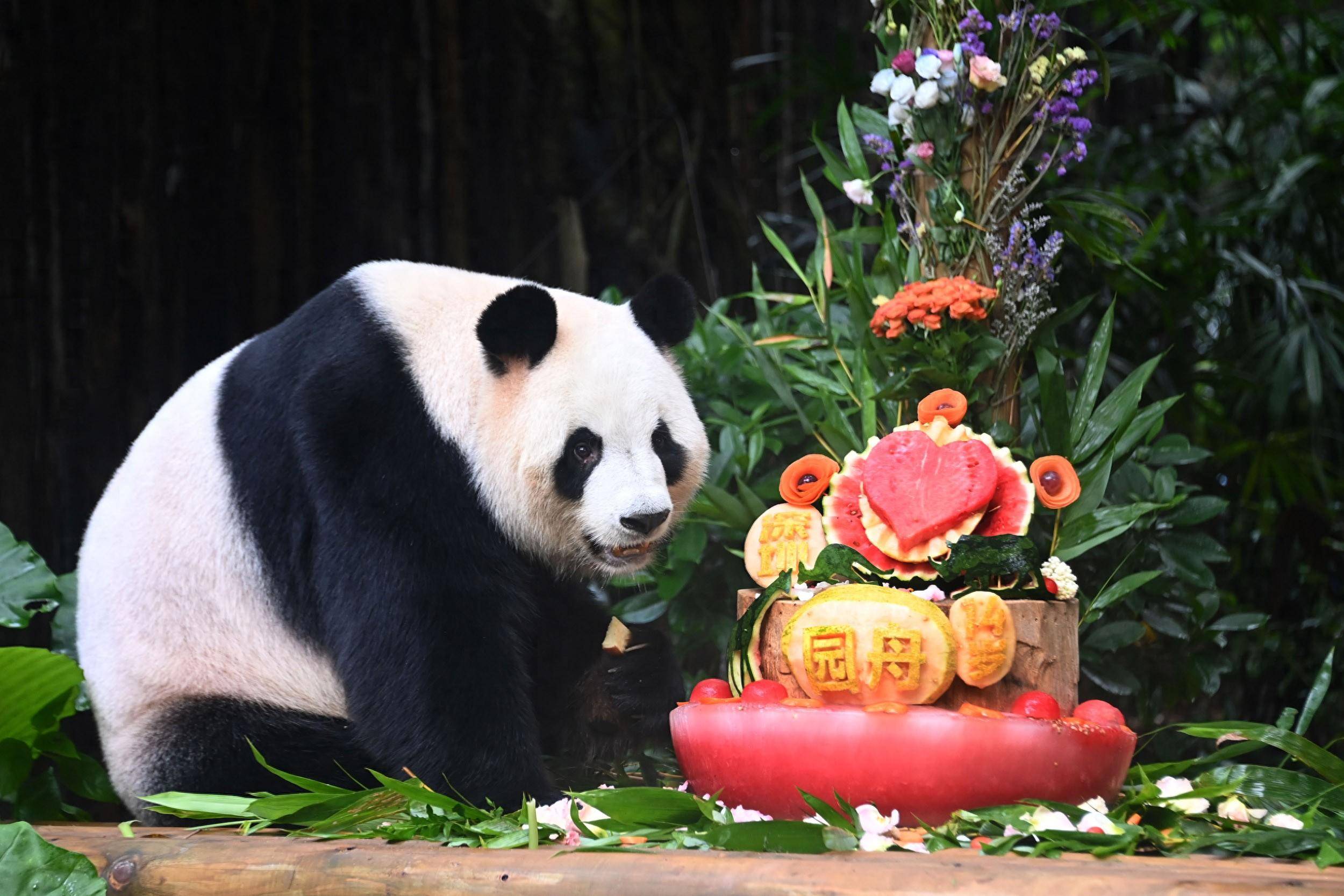 大熊猫园舟在深圳野生动物园欢乐过14岁生日