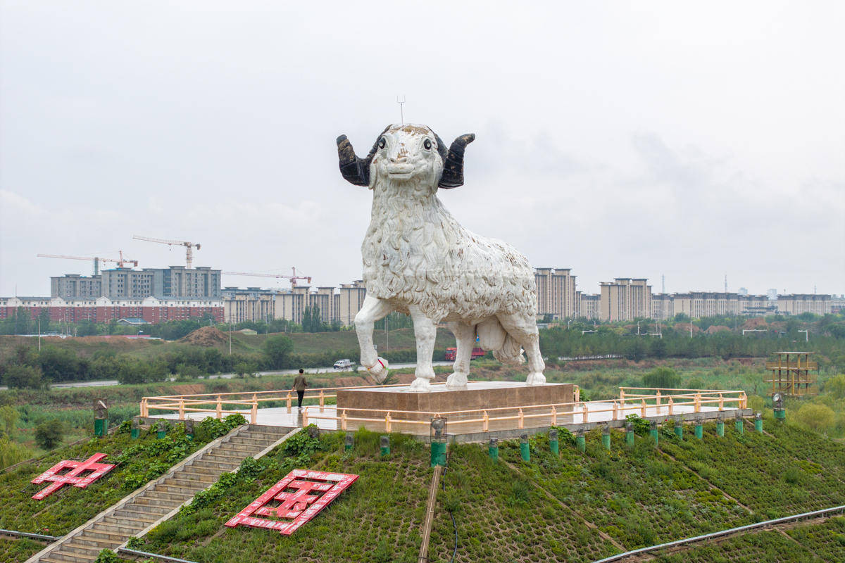 宁夏盐池:滩羊产业蓬勃发展,乡村振兴新引擎!