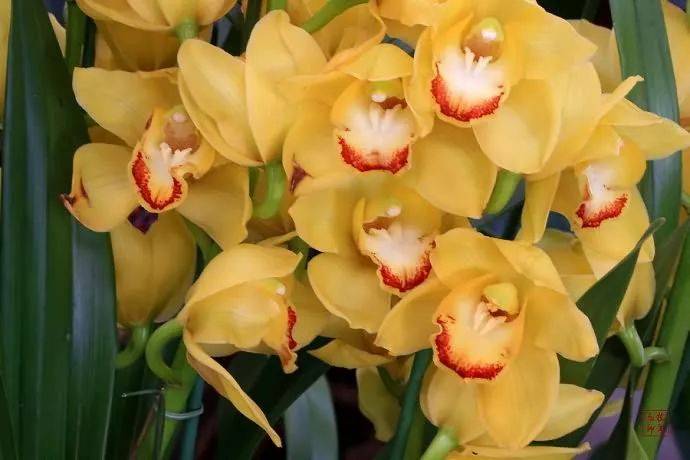 【国画素材】幽兰之花