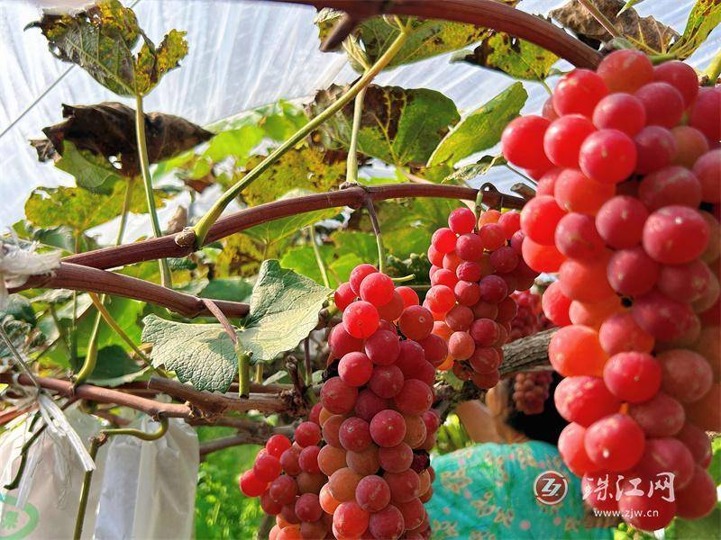 罗平县板桥镇浙都村红玫瑰葡萄成熟啦!