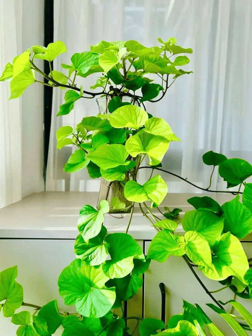 四川一姑娘给红薯"造型",养成盆景太美了,价值翻了50倍