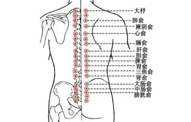 全身刮痧经络图 走向图片