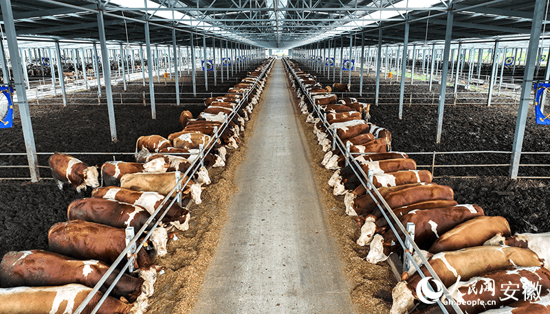 安徽利辛:特色产业"开花" 乡村振兴"提速"