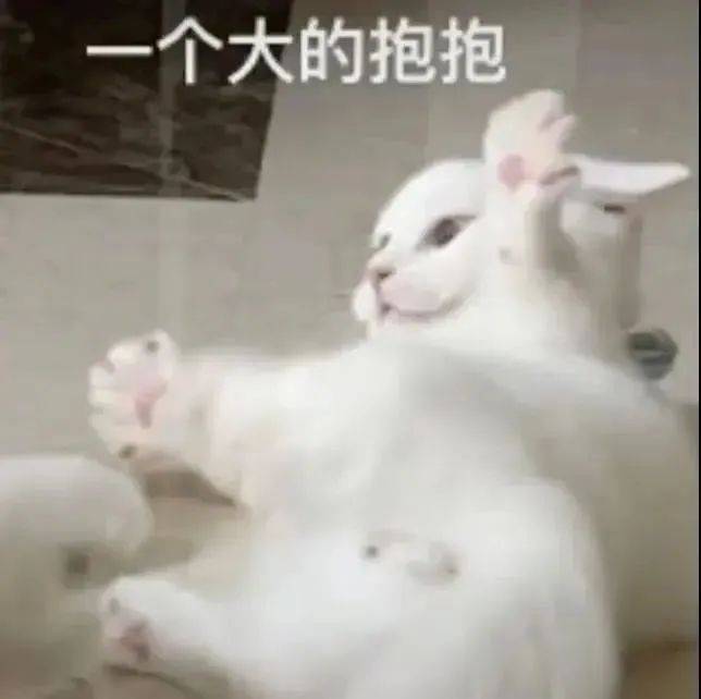 聊天很好用的猫咪表情包