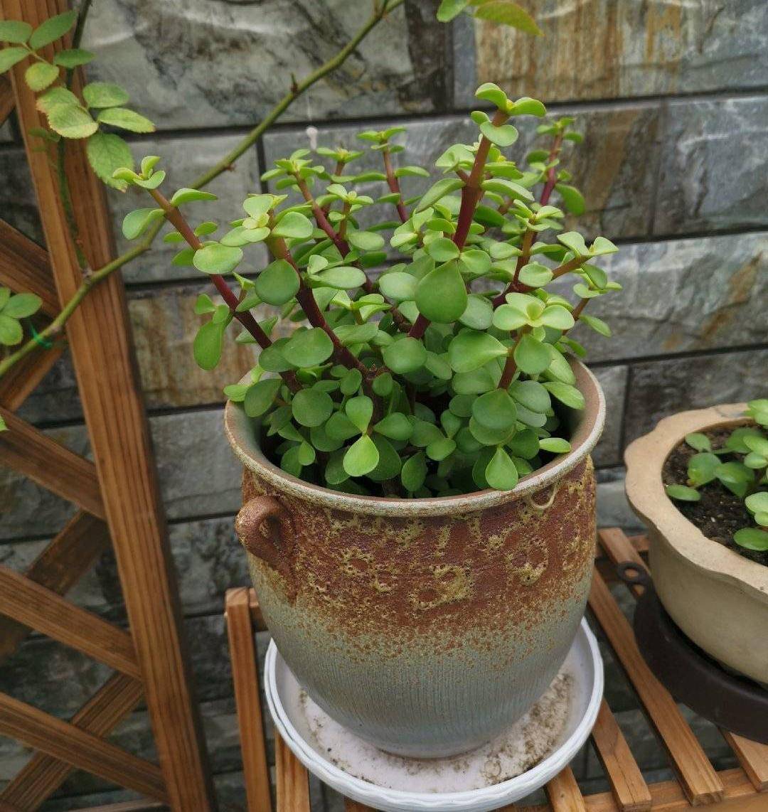 金枝玉叶"这样养",一盆变多盆,枝叶翠绿,姿态优美,漂亮独特