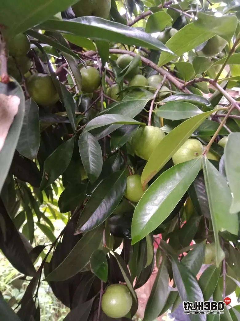 钦州人,这种果子你吃过吗?据说叫岭南山竹