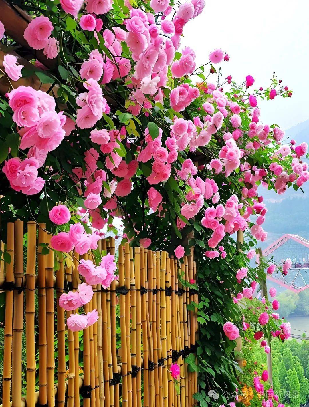 太美了，简直是世外桃源！_搜狐网