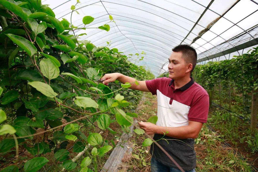 香波果种植图片