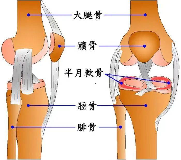 人的胫骨位置图图片