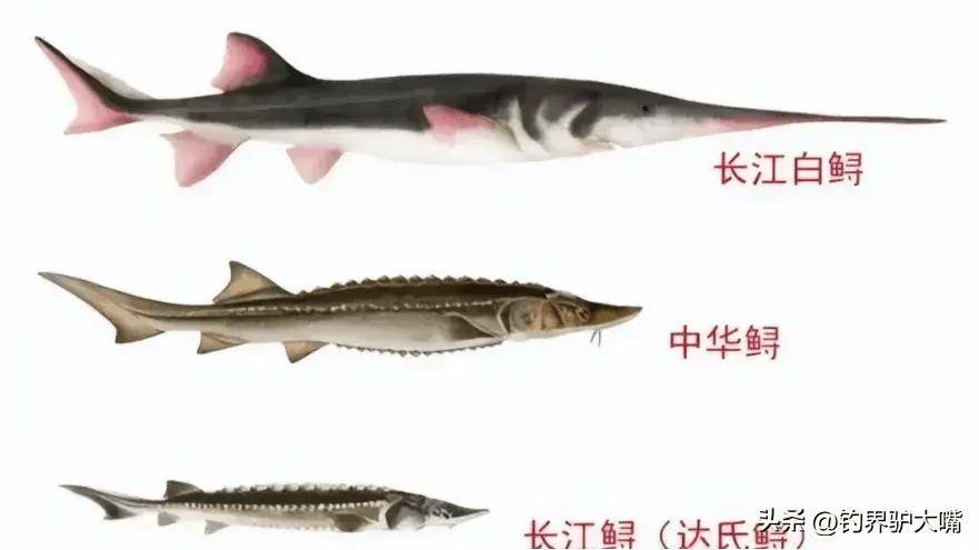 体长1米多,曾"野外灭绝"_长江_金沙江_白鲟