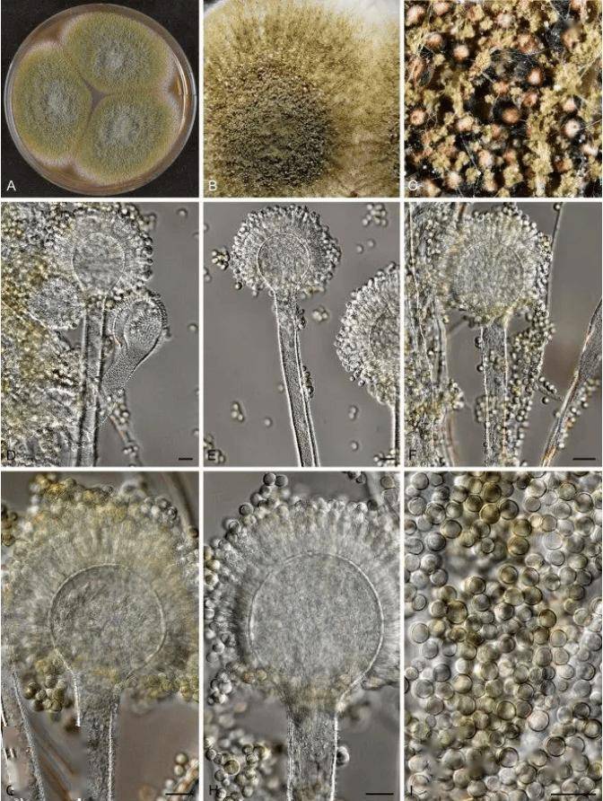 它曾经是剧毒霉菌,如今是酱料之王?_驯化_黄曲霉_微生物