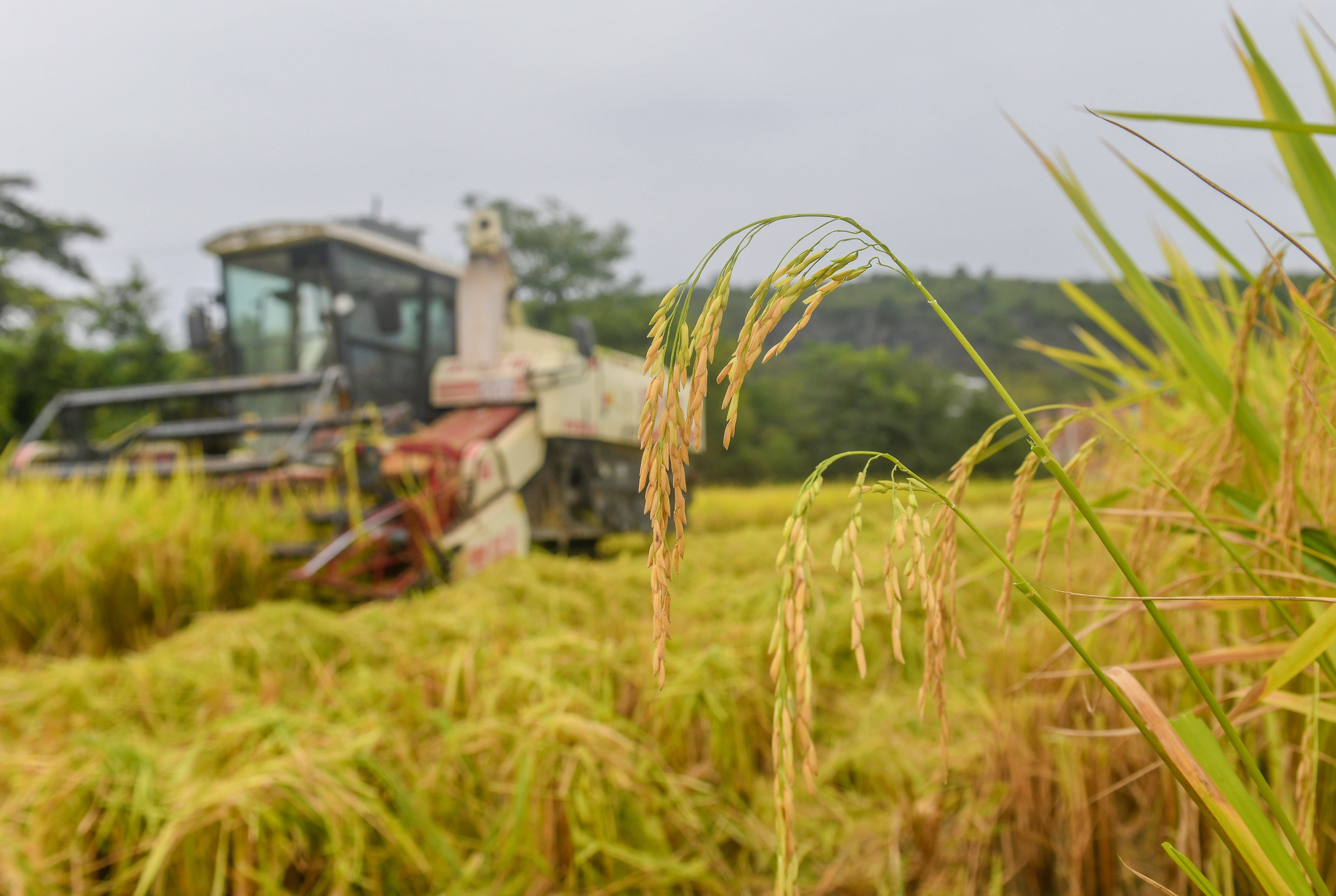 (组图新闻)道县:田间农事忙_水稻_机械_秋管