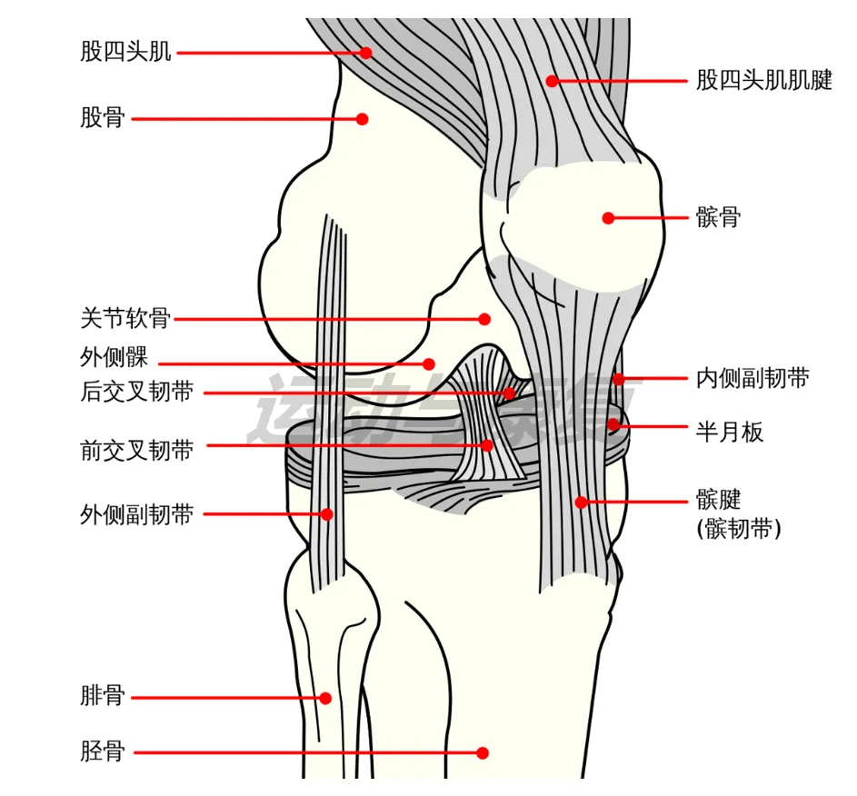 人的胫骨位置图图片