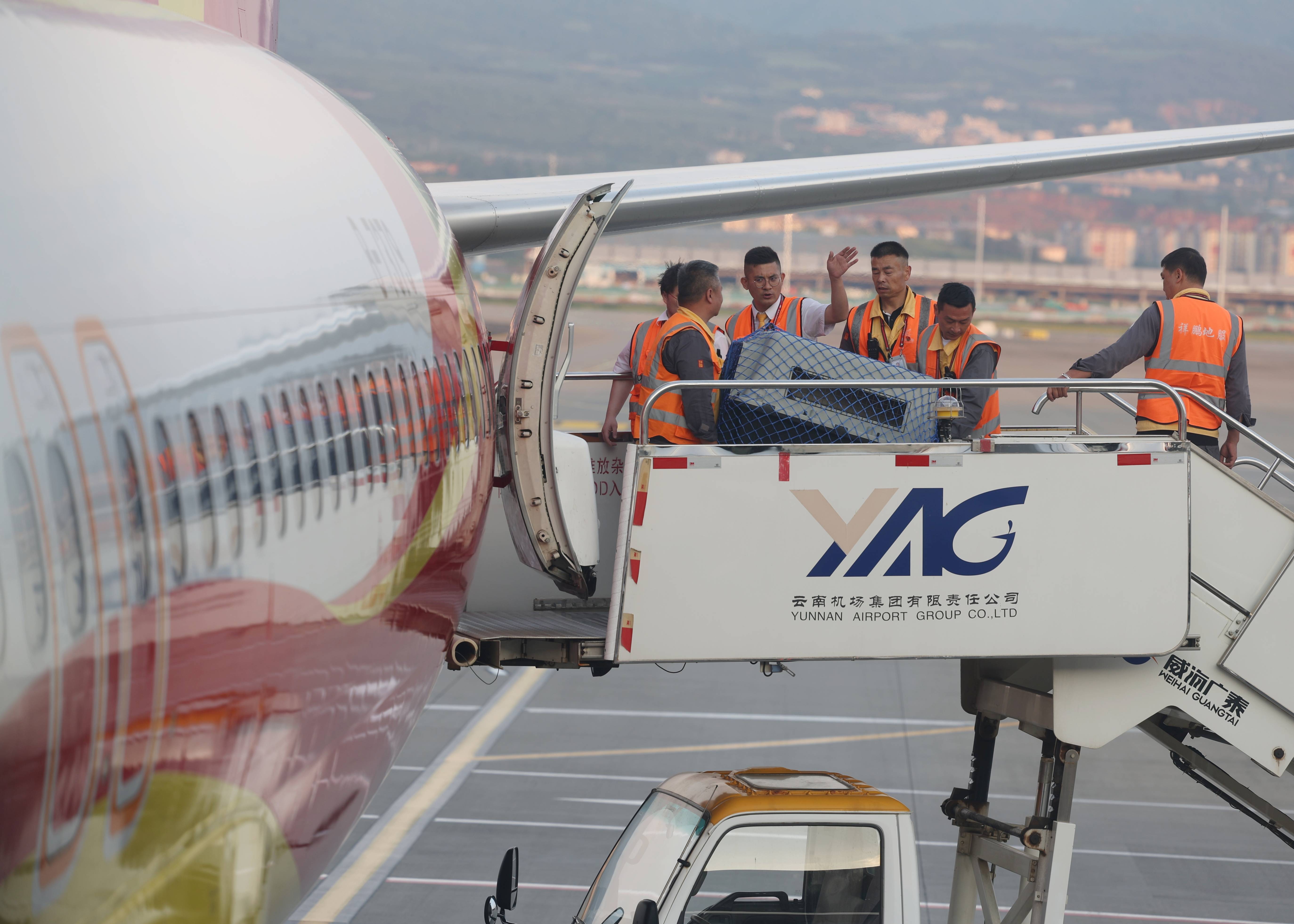 暑运高峰|乘飞机带着宠物去旅行