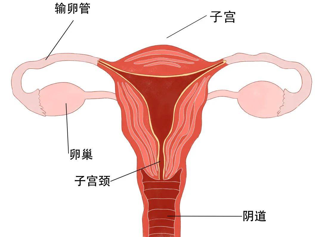 切除子宫