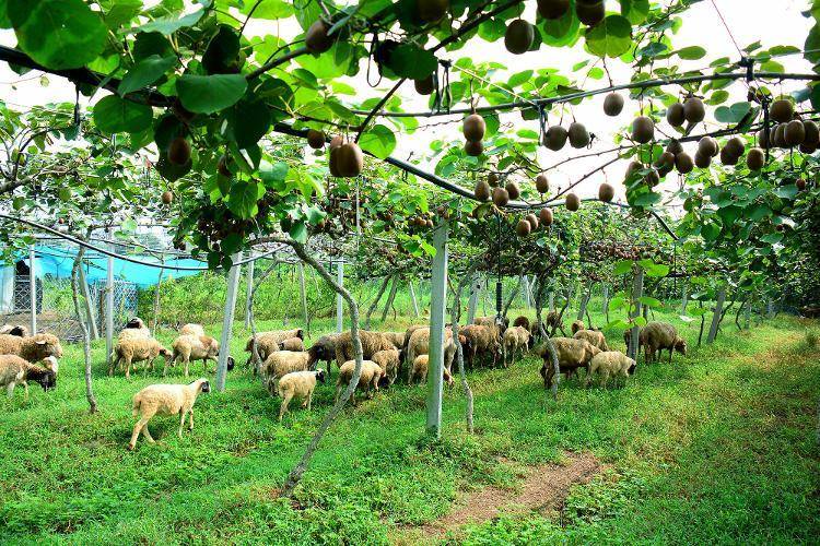 临沂市郯城县:林下养殖唱响乡村振兴"致富曲"