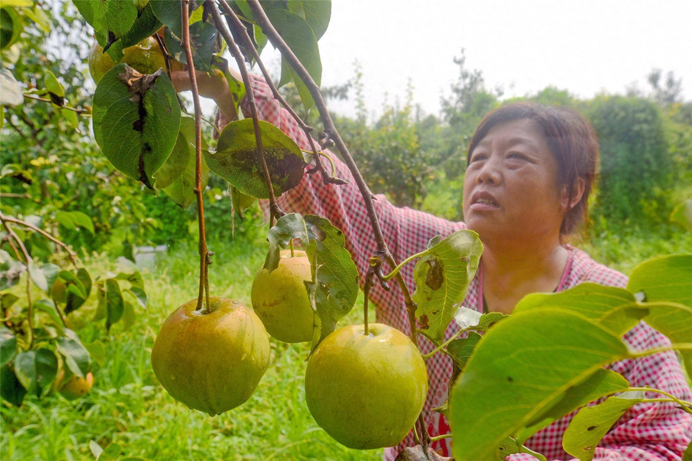 洛阳农民郭新伟:10年追梦西藏野生梨 终育出‘藏巴梨’丰收_进行_庄村_味道