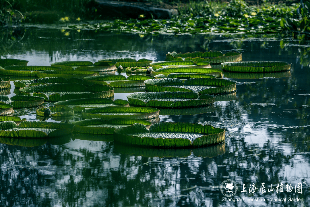 辰山植物园水生植物园图片