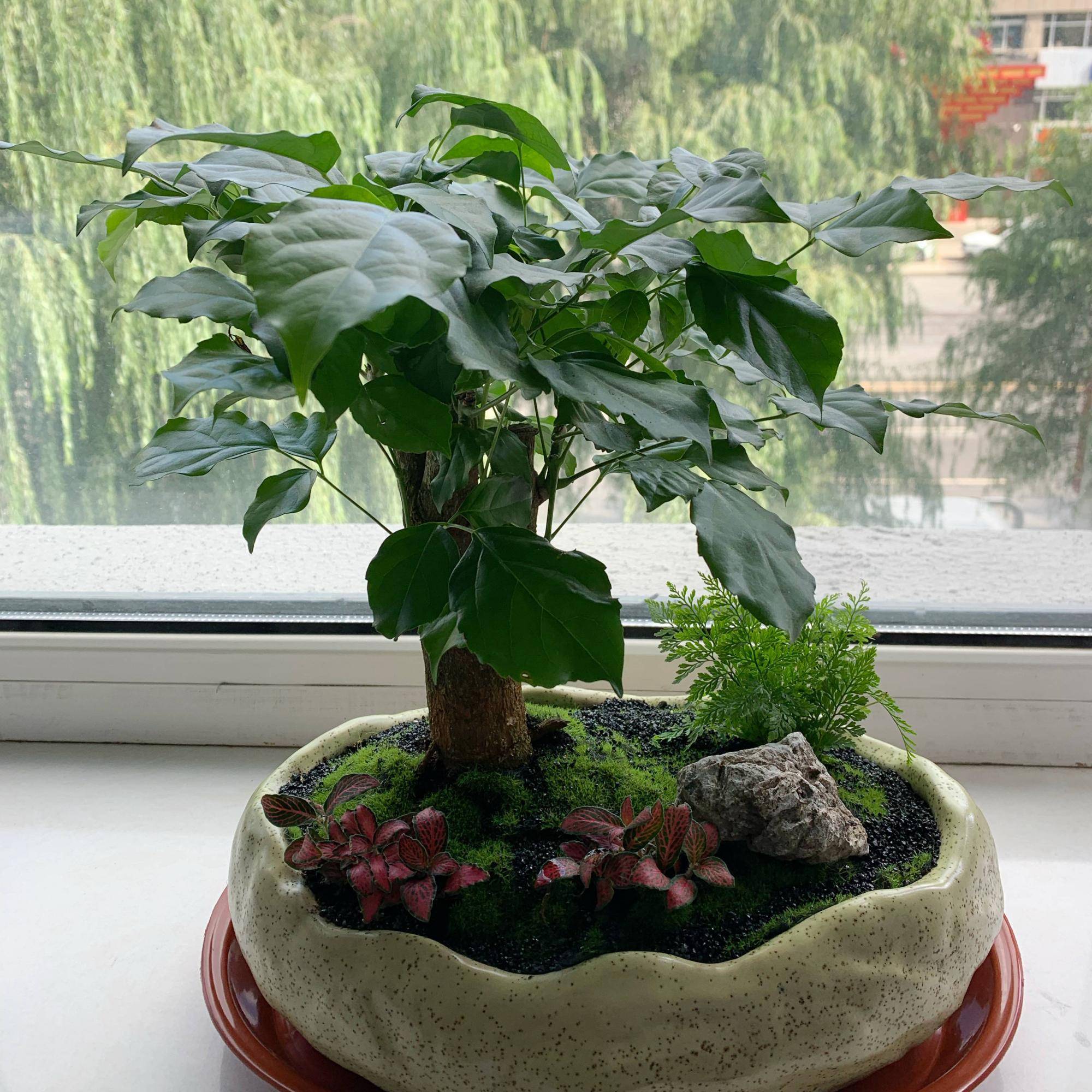 室内养什么树好?这3种,皮实好养优雅大气,寓意好旺财运