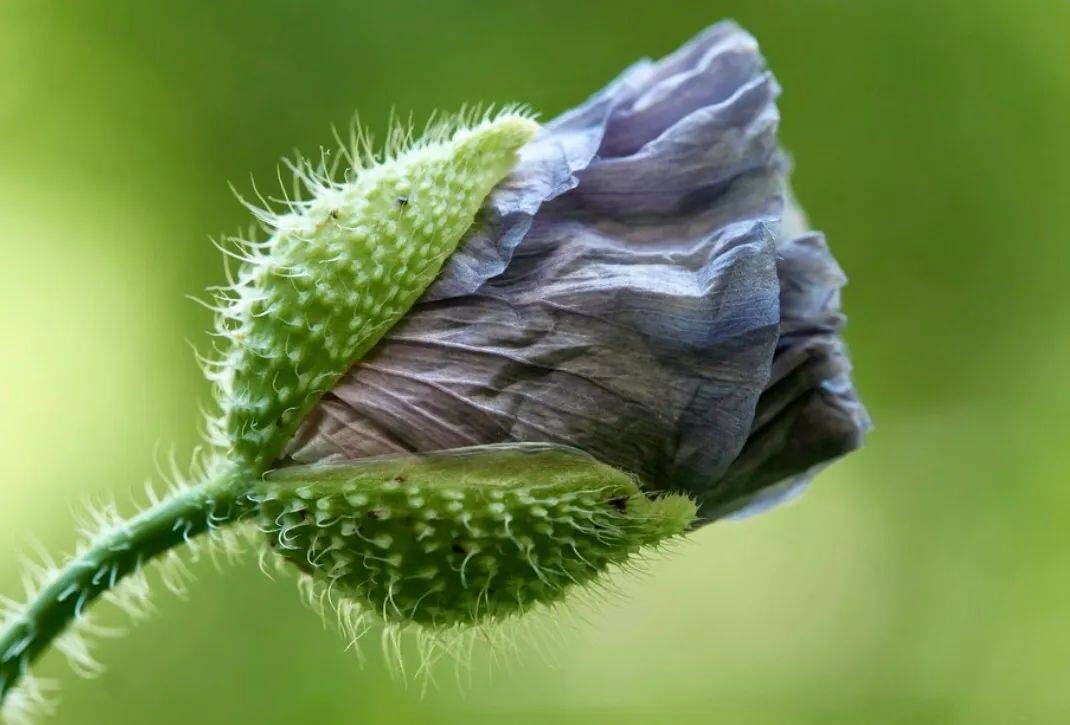 草木辞之黑色罂粟花