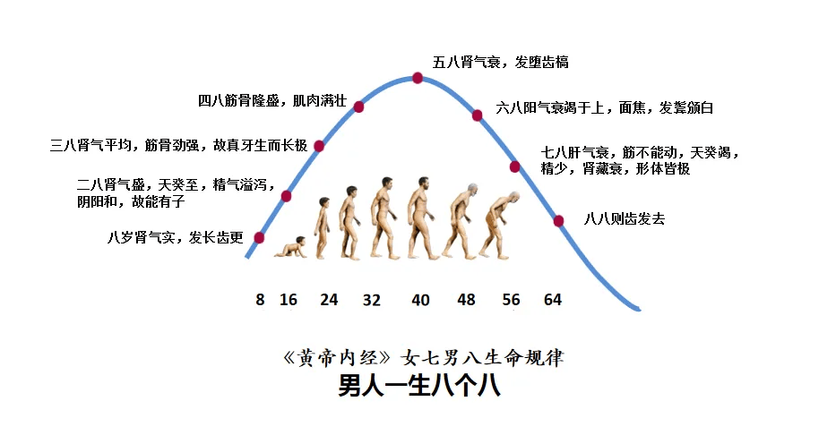 男人的一生四个阶段图片