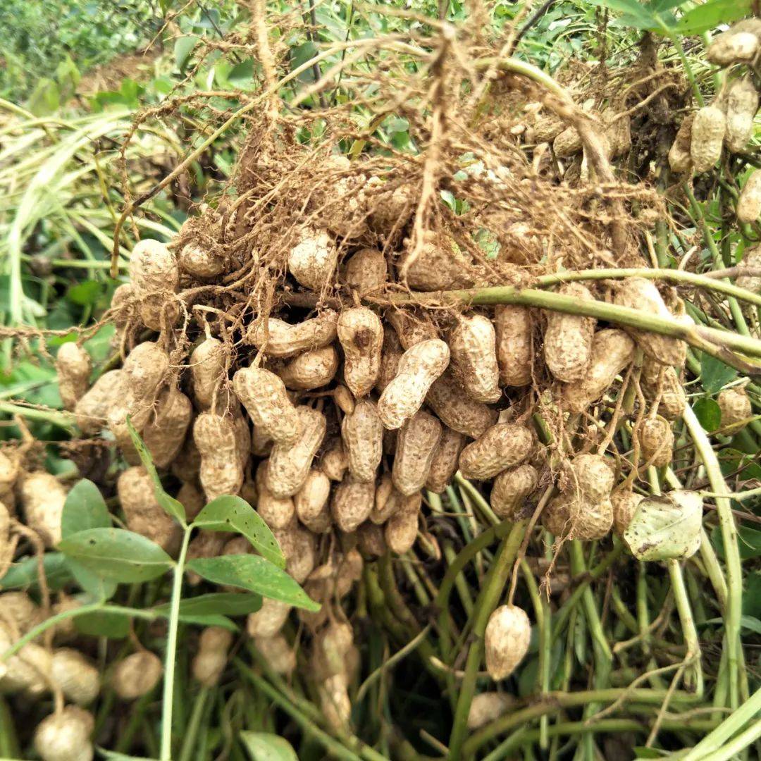 走!刨(pao)落生(花生)去