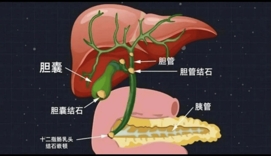 内分泌系统组成示意图图片