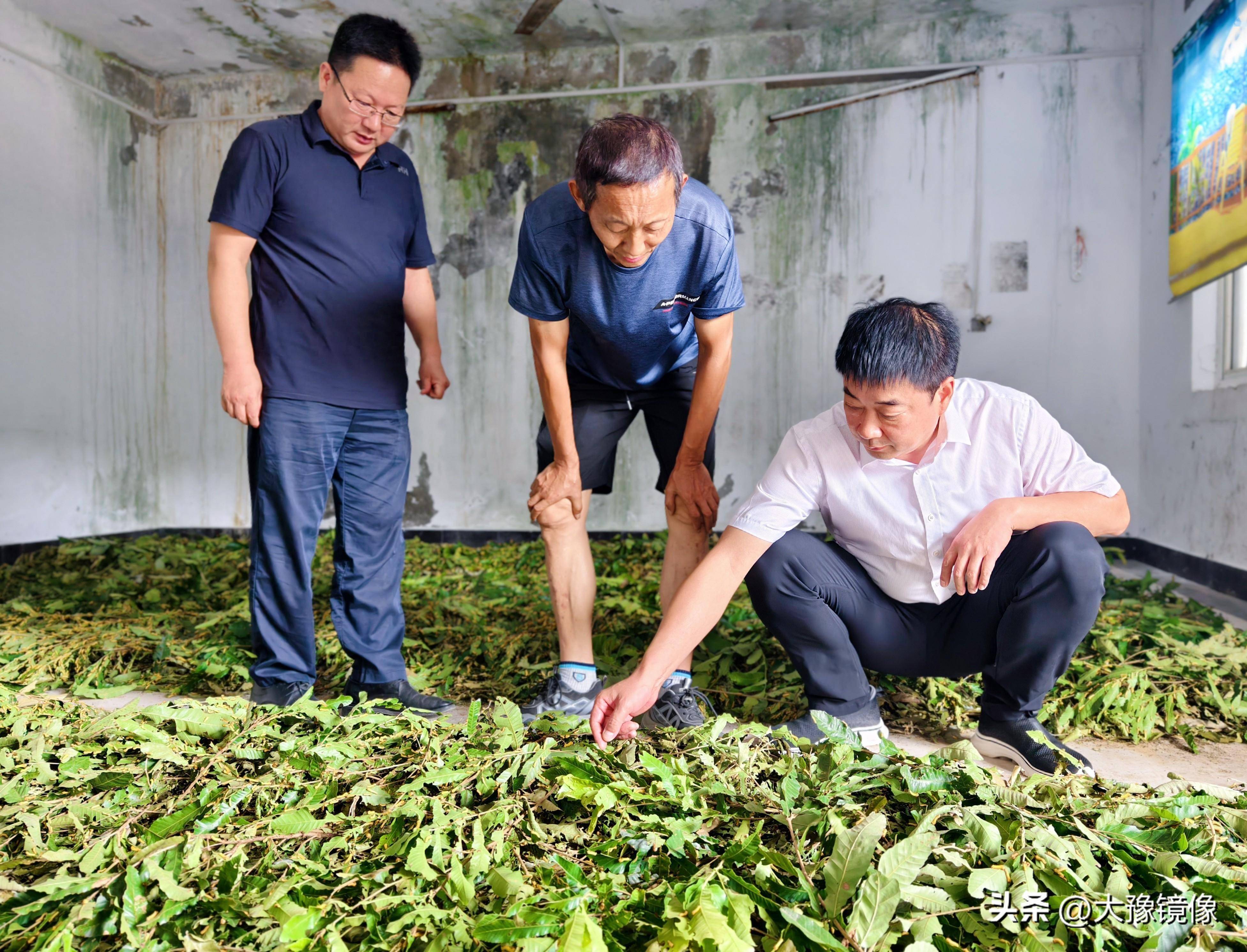 鲁山县柞蚕庭院养殖实验基地:蚕宝宝从蚕坡放养,走进庭院