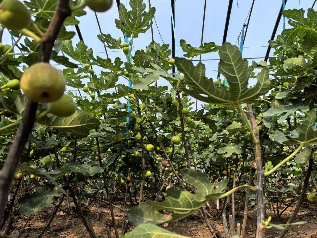 内黄:无花果香飘满园