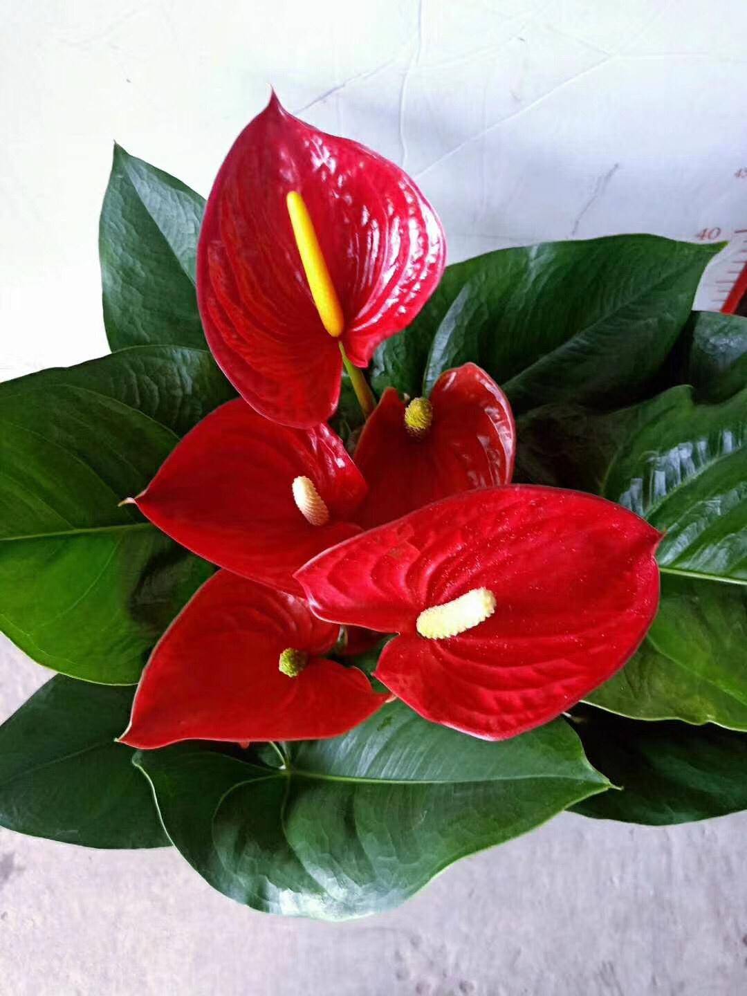 夏季阳台养花,浇水要做到"2多1少",绿油油,易度夏,长得疯