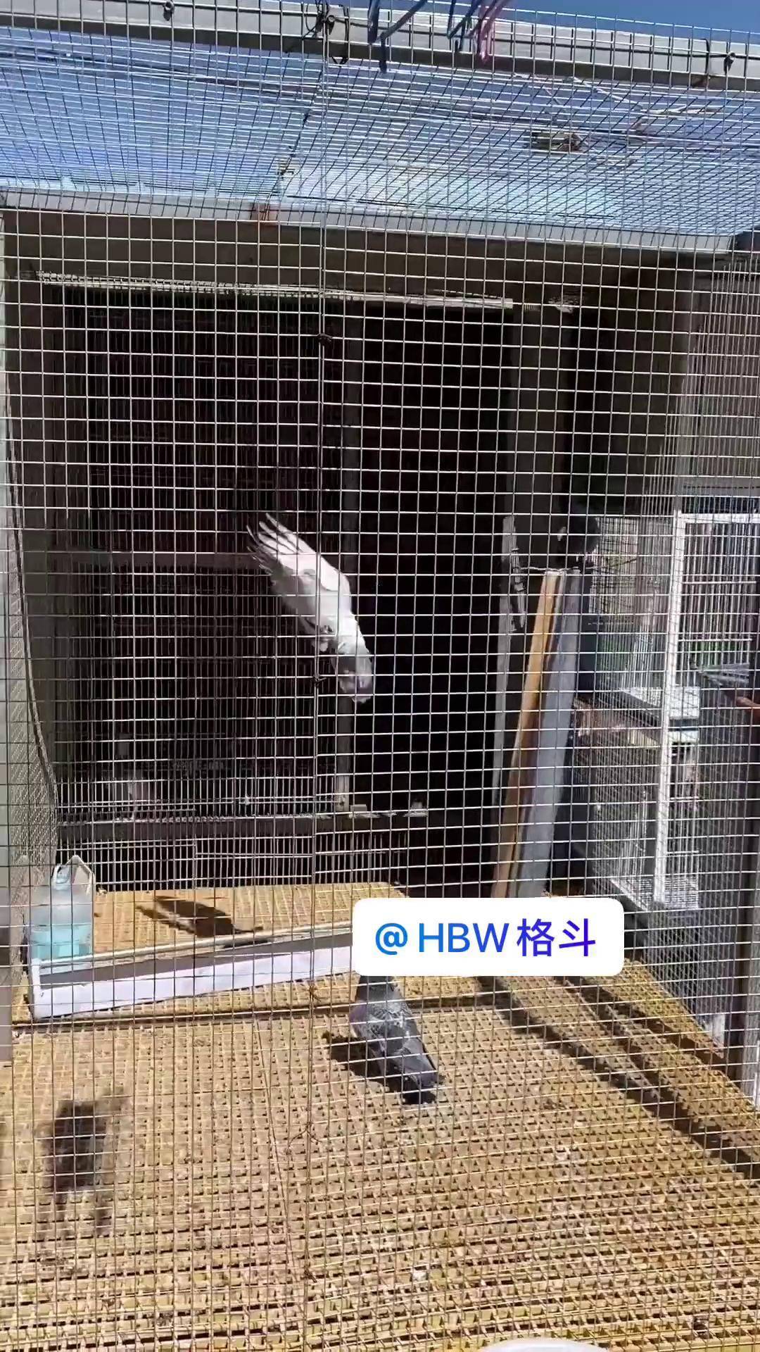 抖音鸽武缘=抖音上网红鸽子的视频