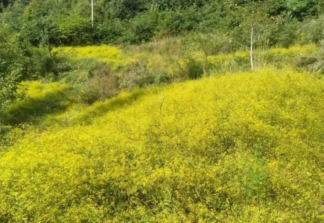 泰山乡:柴胡花开香满坡 乡村振兴遍地金_种植_发展_产业