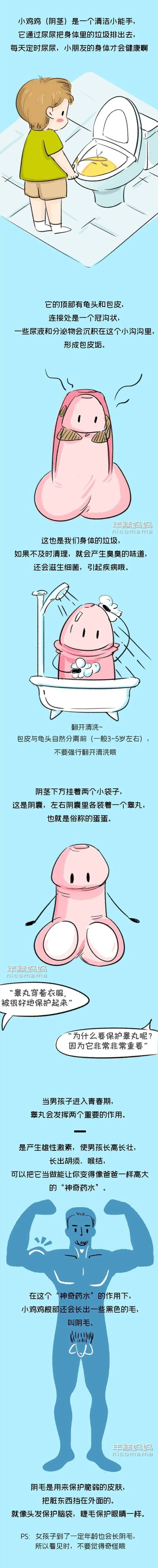 丁丁是啥 发育图片