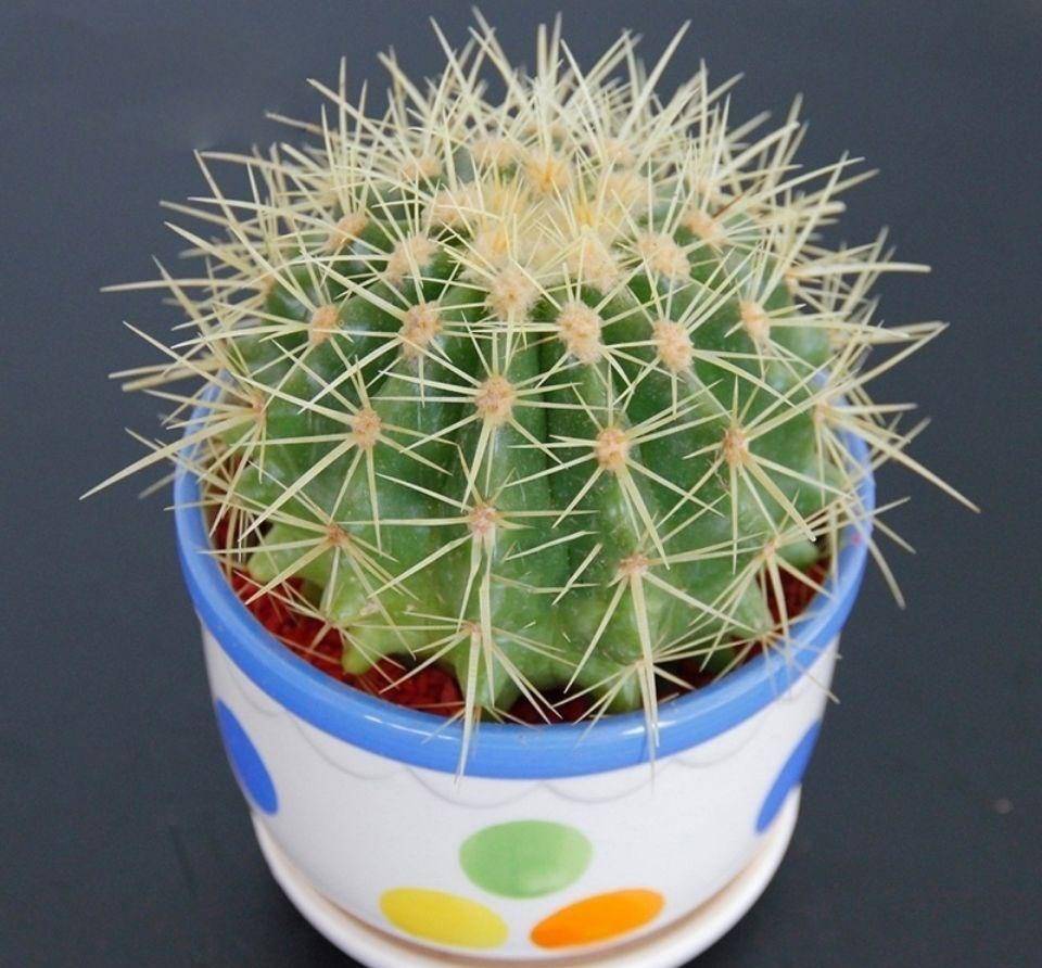 金琥仙人球怎么养?做到"3步",胖乎乎圆滚滚,长到"脸盆大"