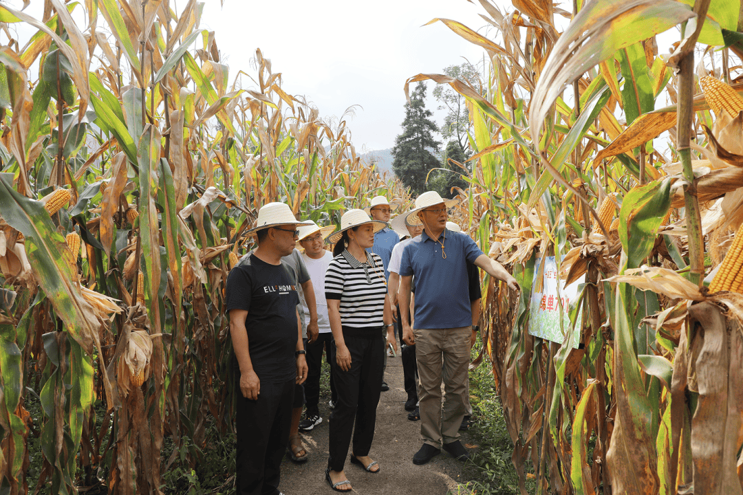 四川省"十四五"生物育种重大科技专项"绿色高效玉米重大新品种培育"