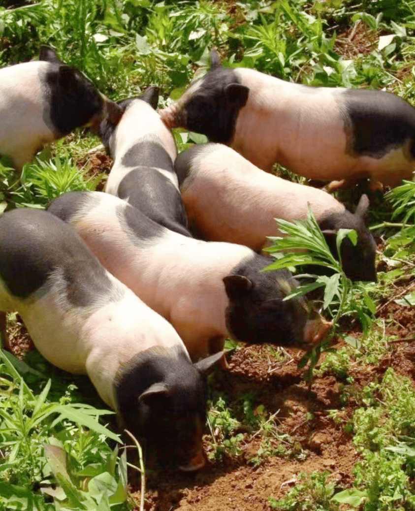 广西"三江茶""巴马香猪"入选全国首批地理标志保护工程实施名单