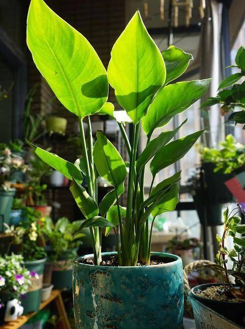 家里有"3物",拿来养花很赞,土更肥"花更旺",不用再施肥