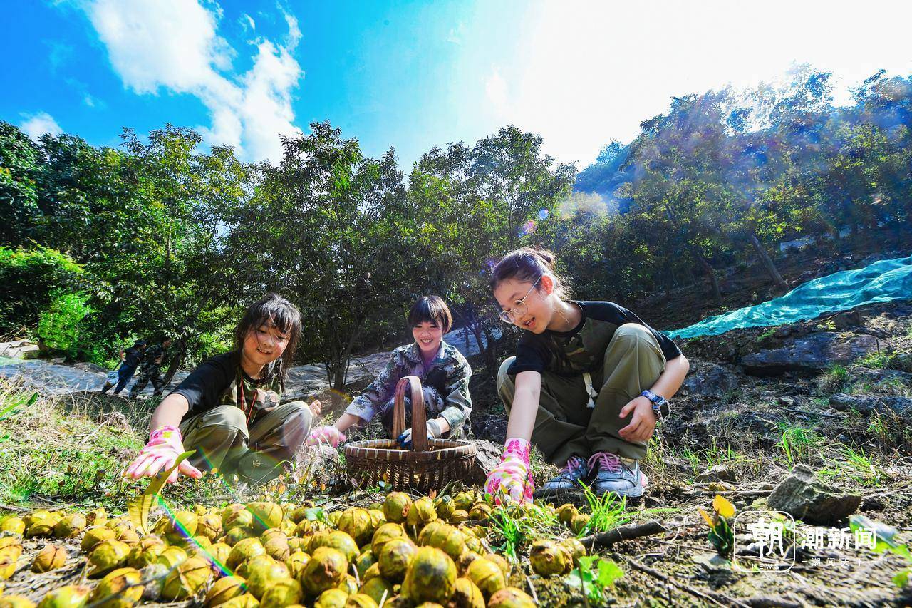 临安山核桃采摘伤亡图片