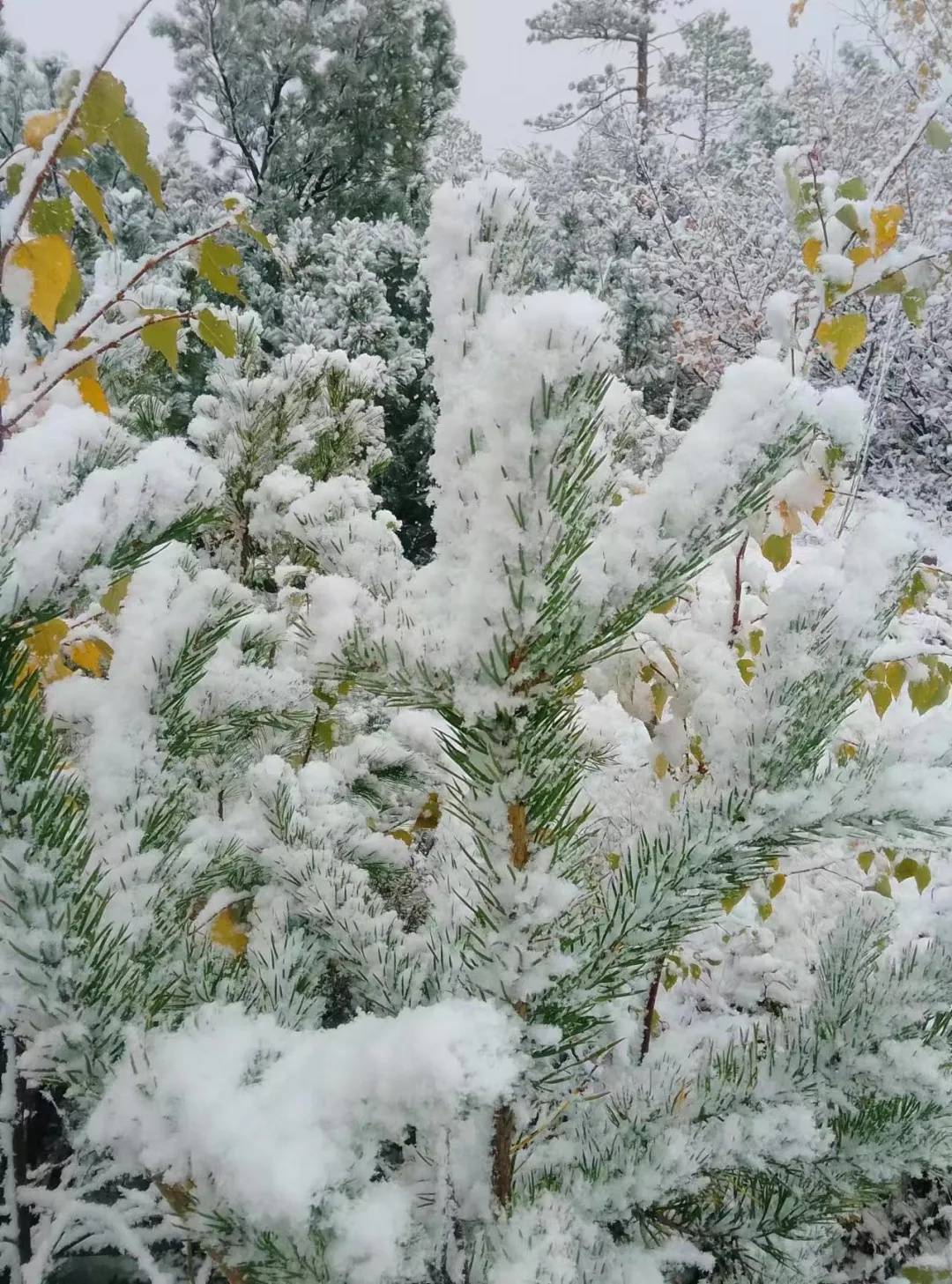 鼓岭下雪了图片