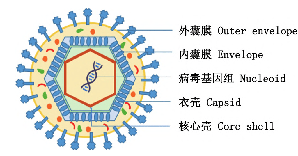 我国非洲猪瘟毒株的演变情况