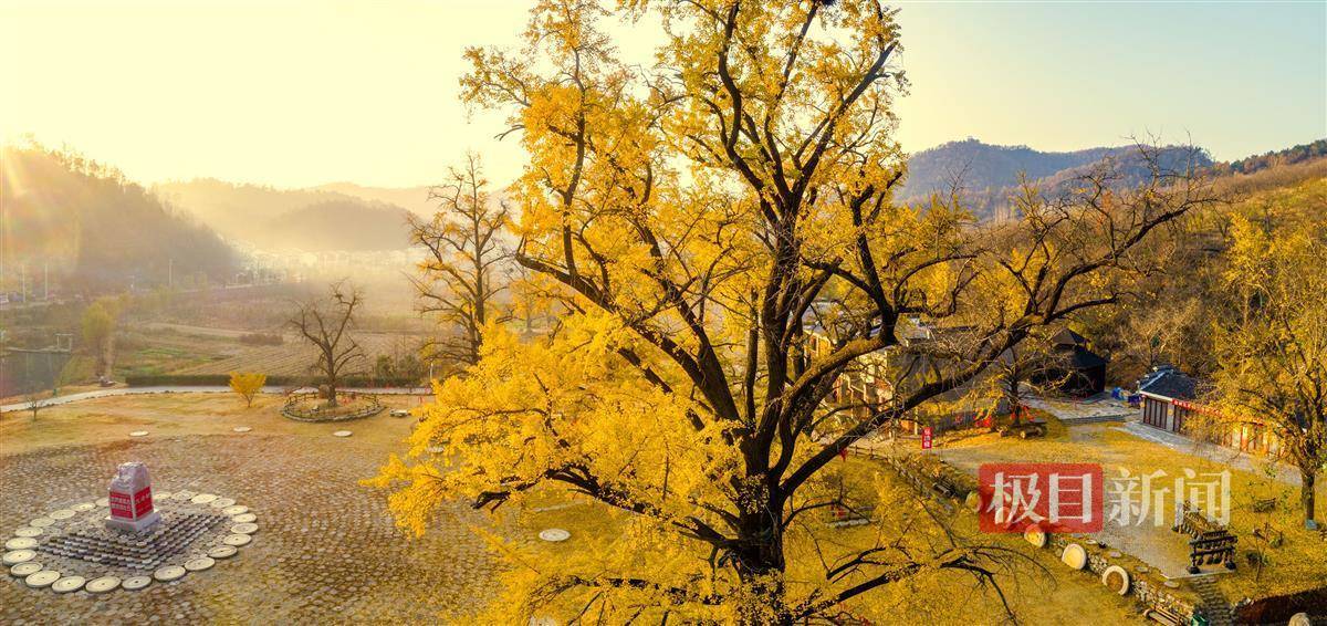 闭园一年后,随州的中国千年银杏谷景区要开园了