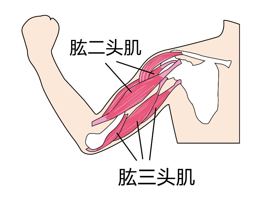 肱三头肌内侧头疼痛图片