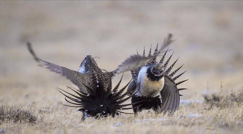 艾草松鸡性感胸肌,"d罩杯"兜不住,求偶时疯狂抖动考验持久力