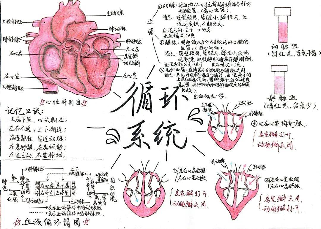 生命体征思维导图图片