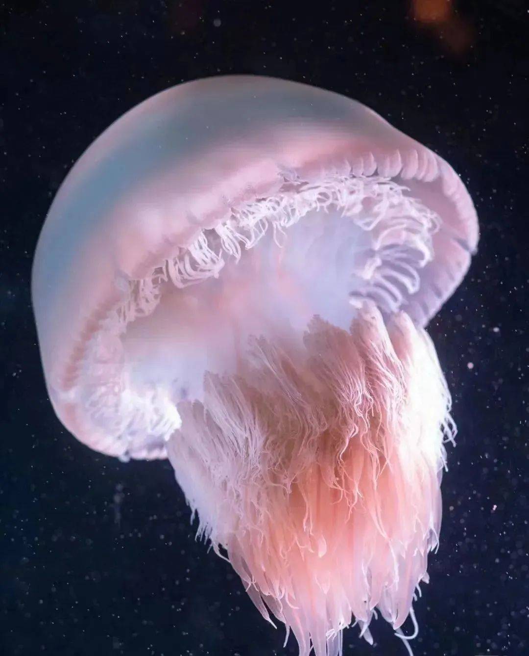 顶翻日本巨轮,堵死日本核电站,越前水母究竟多恐怖?