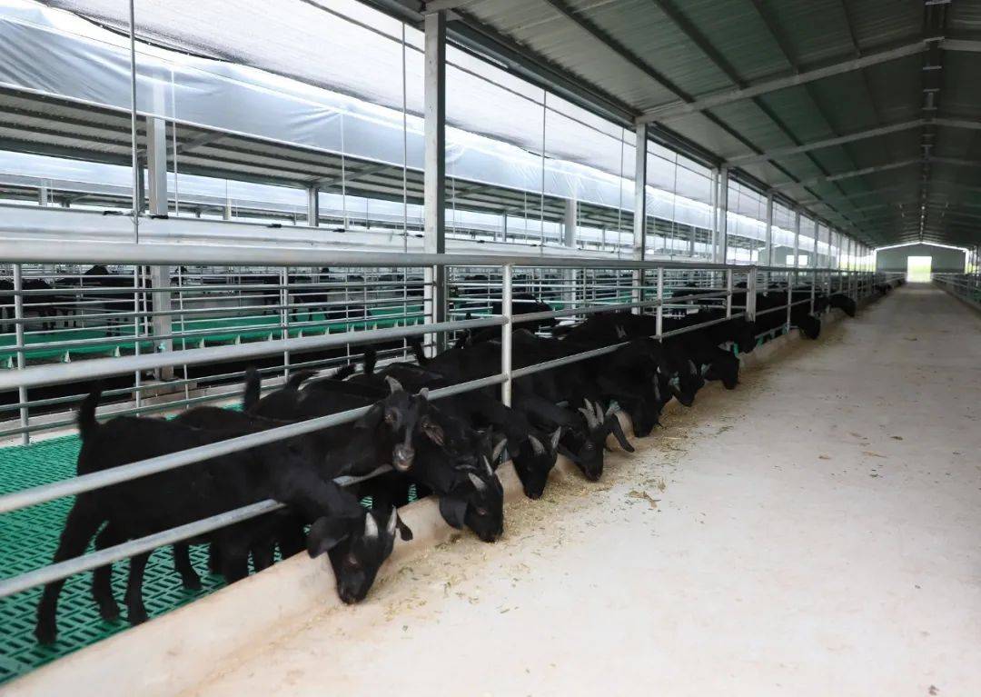 市级脱贫村产业变样 首个万头养羊场投产